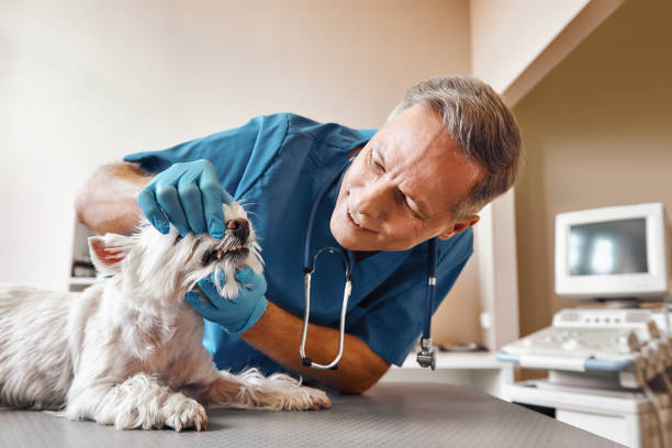 Best Walk-In Emergency Dental Services in Mattituck, NY